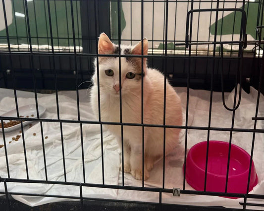 Kitten Valeria: Has Found a Home