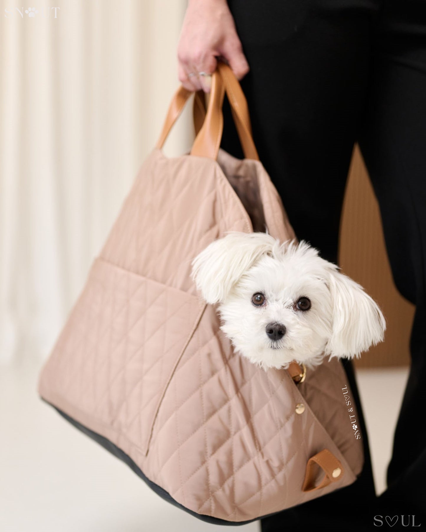 2-in-1 Hundetragetasche für kleine Hunde