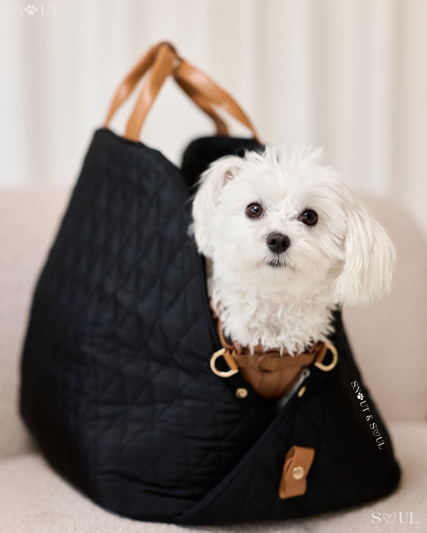 2-in-1 Hundetragetasche für kleine Hunde