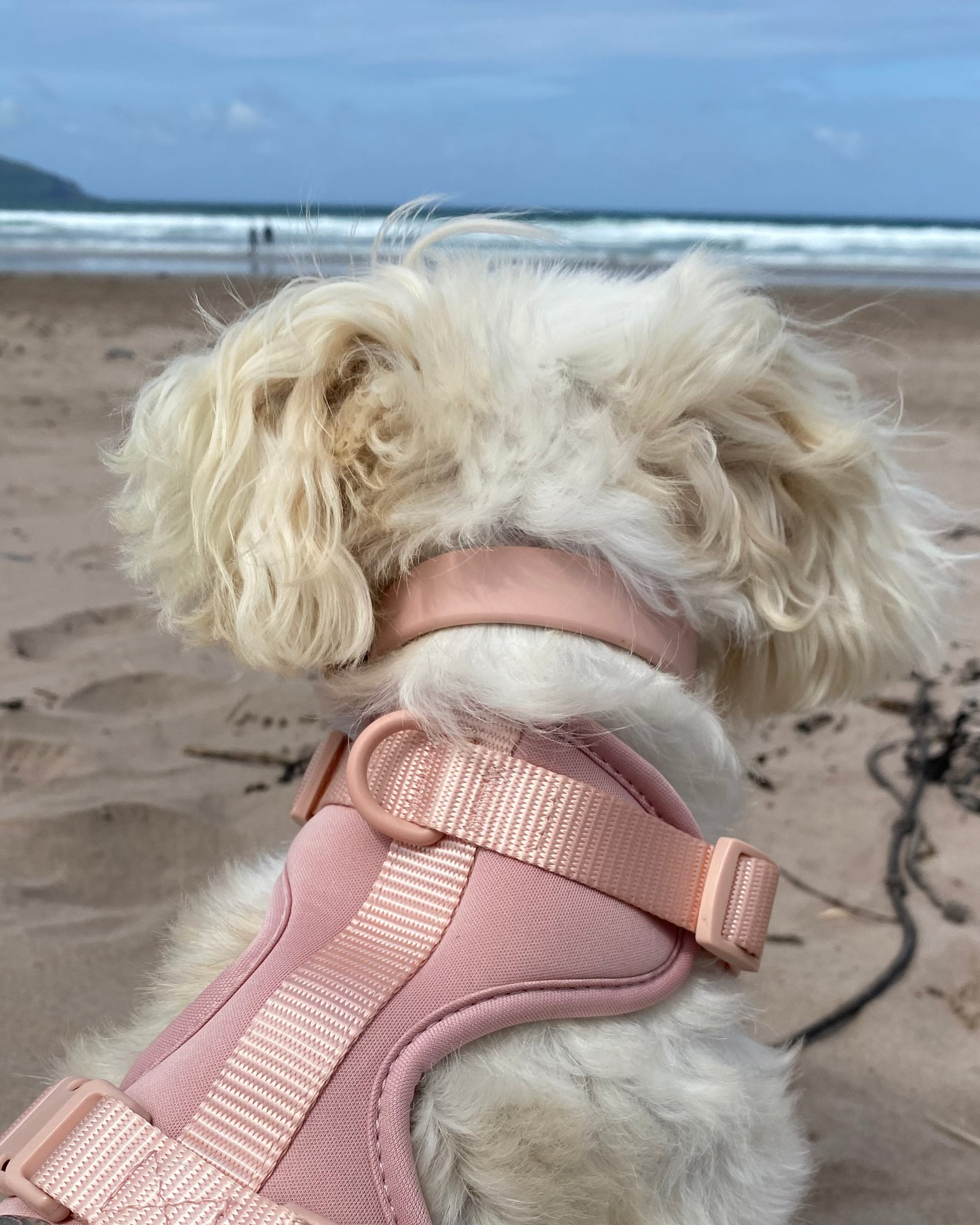 Small dog wearing a pink harness on a sandy beach with ocean in the background