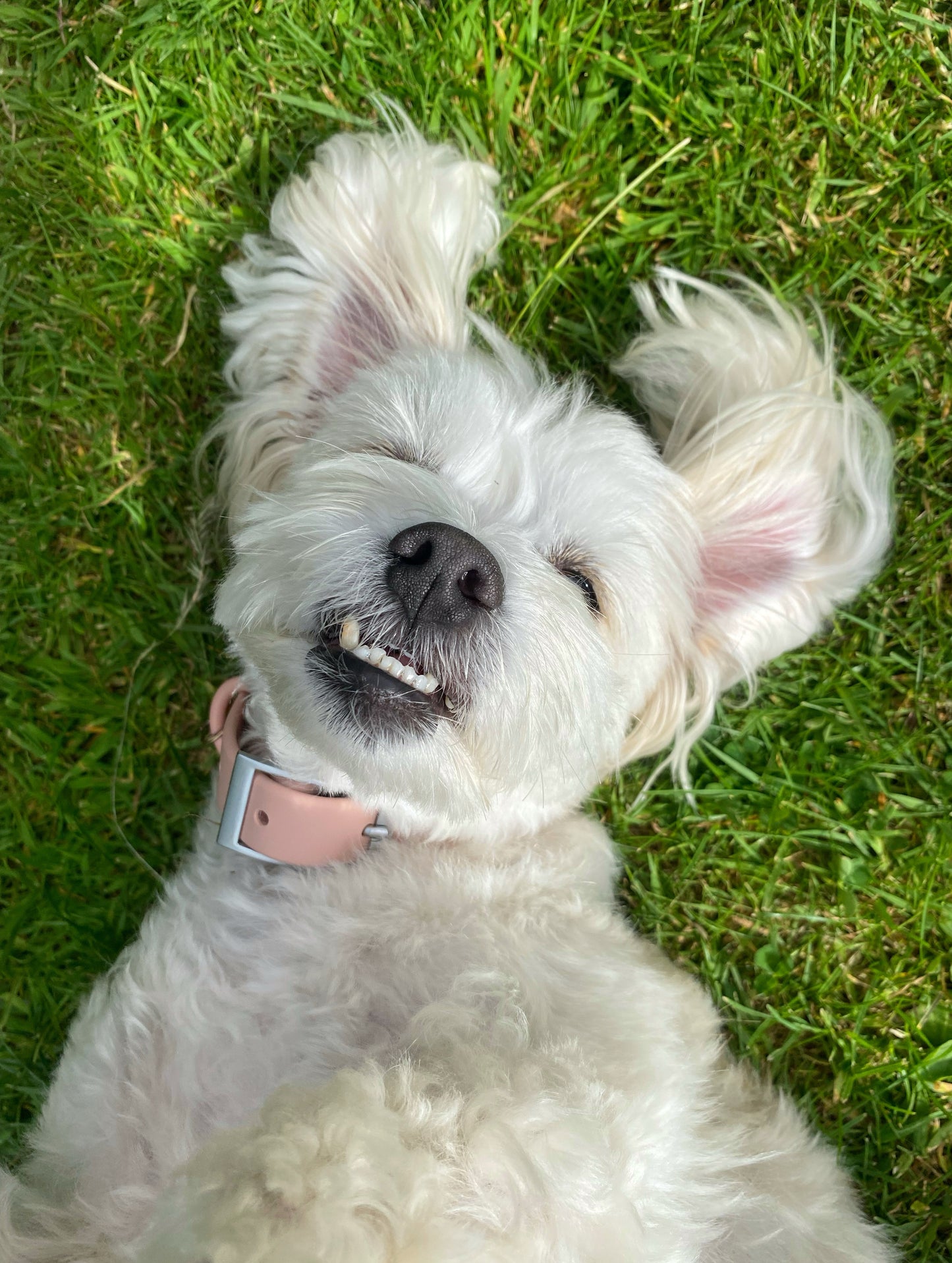 White dog lying on grass with a pink collar