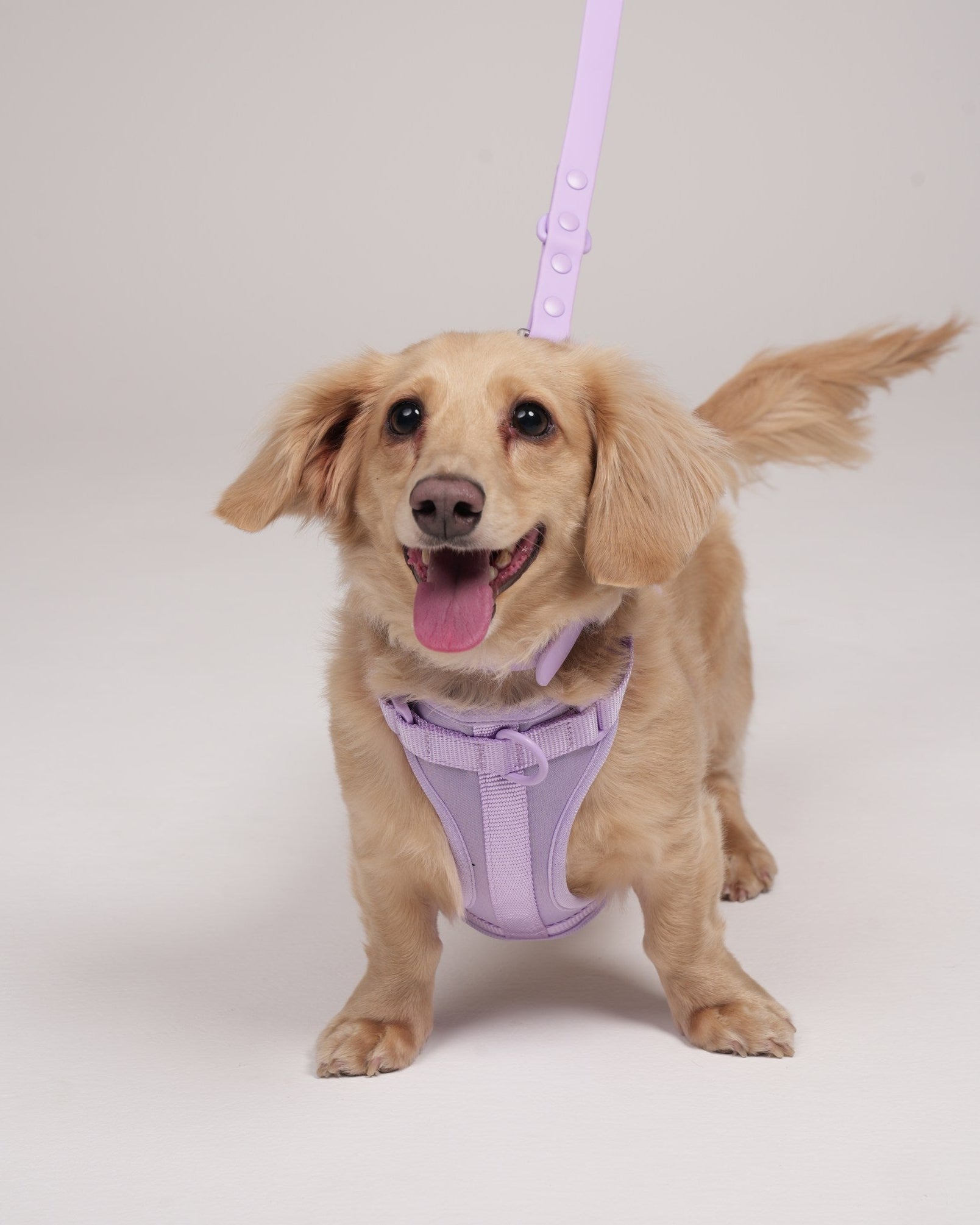 Dog wearing a purple harness and leash on a plain background