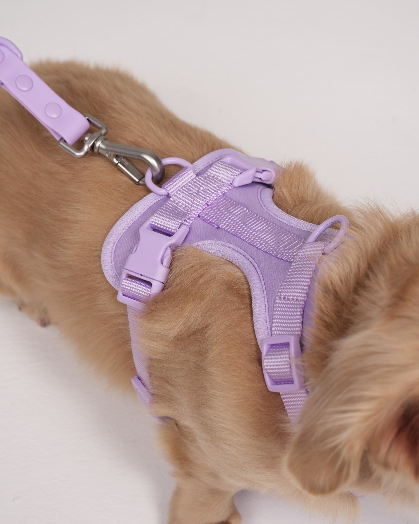 Dog wearing a purple harness and leash on a white background