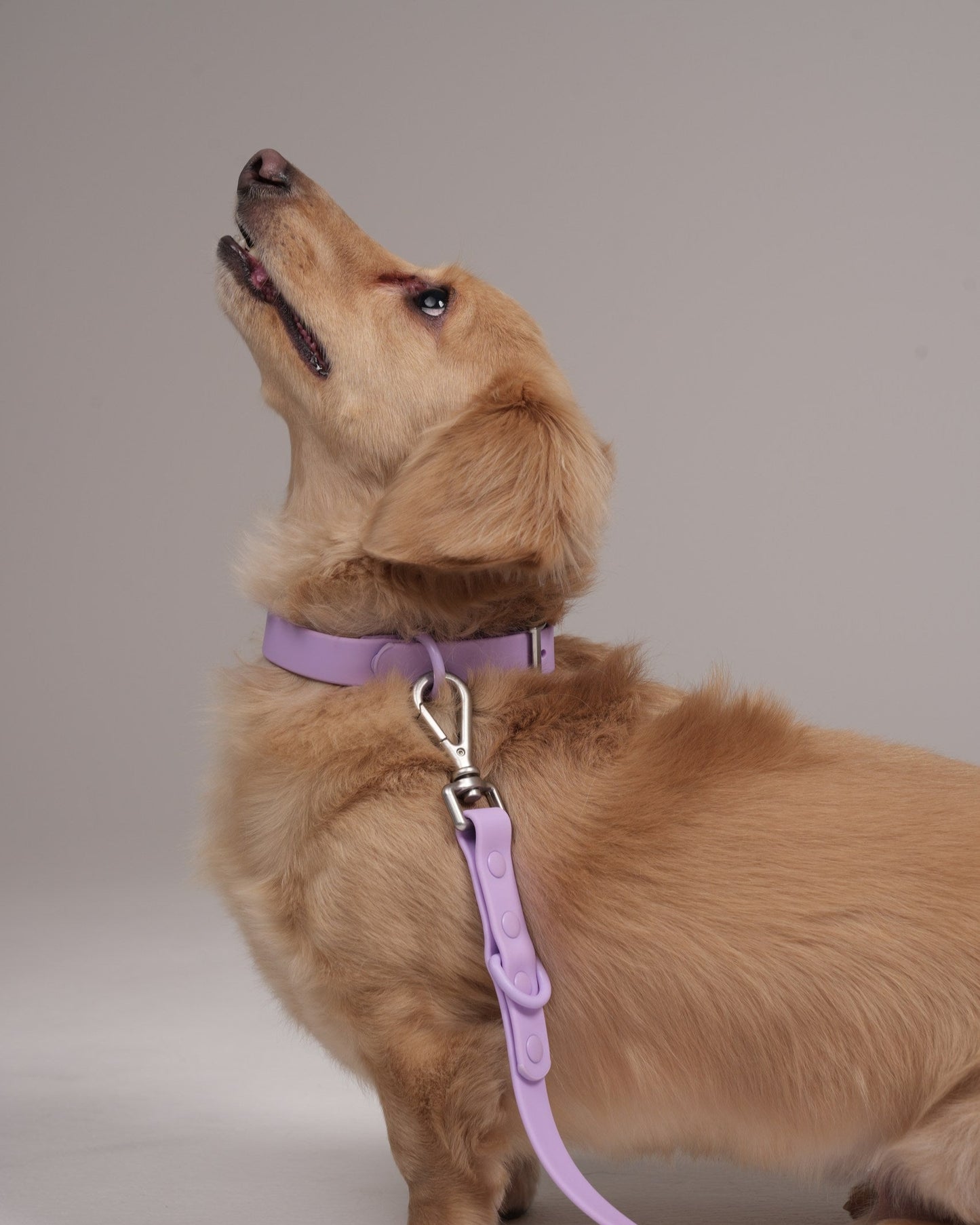 Dog wearing a purple harness and leash on a plain background