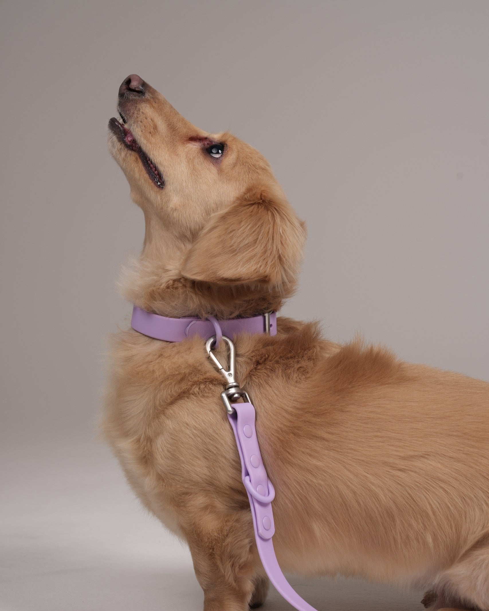 Dog wearing a purple harness and leash on a plain background