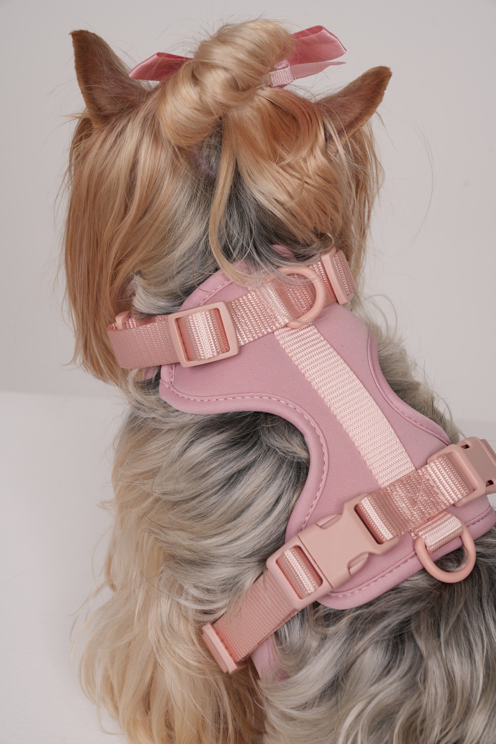 Dog wearing a pink harness with decorative elements on a plain background