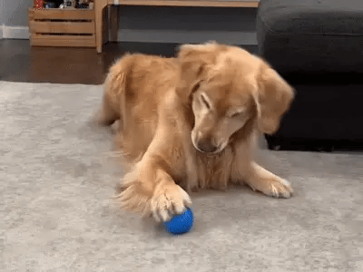 Snout Interaktiver Hundeball