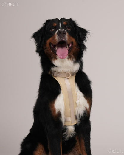 Geschirr Walk & Play Set