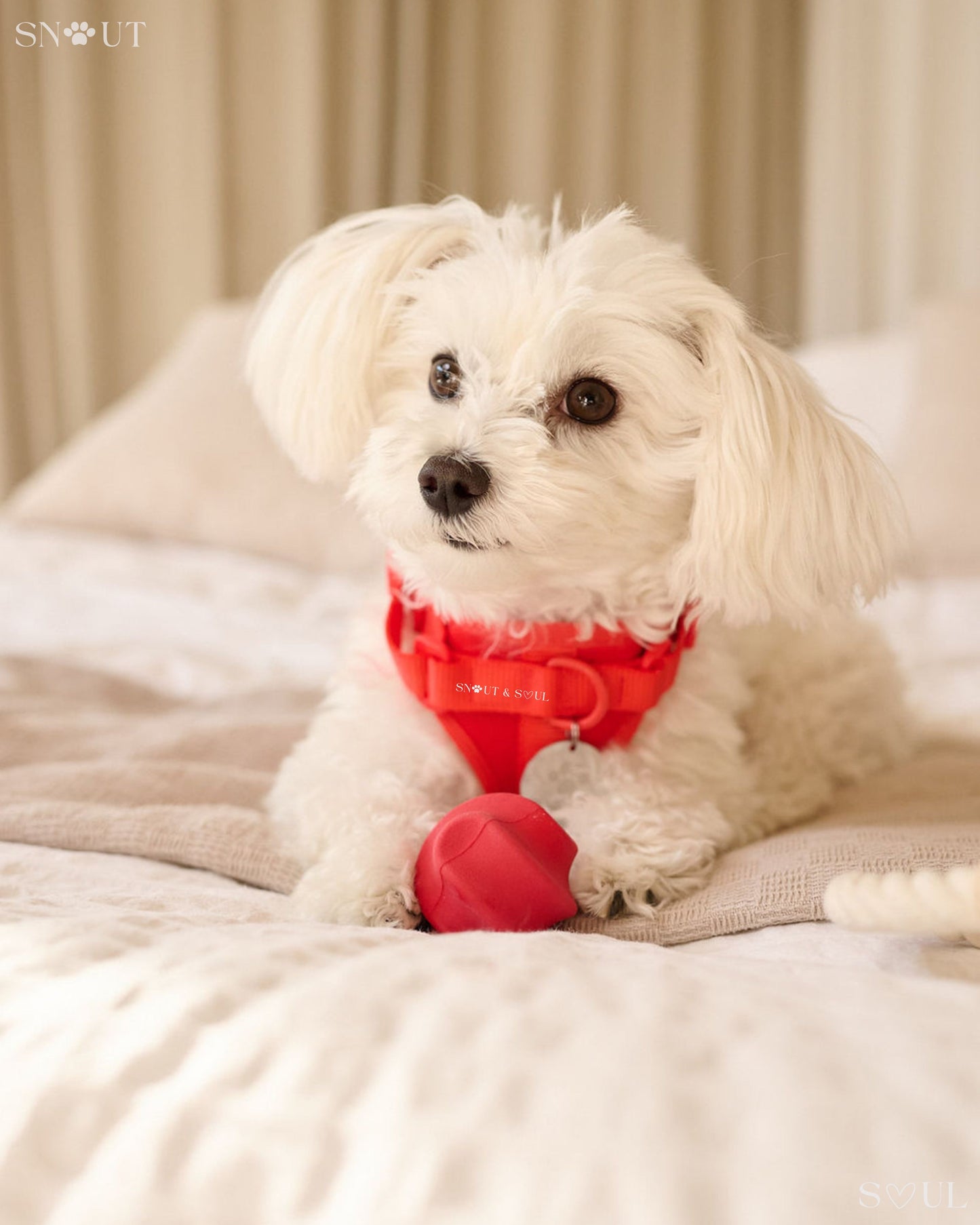 Geschirr Walk & Play Set