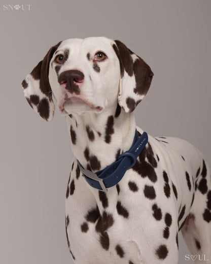 Geschirr Walk & Play Set