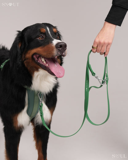 Halsband Walk Set