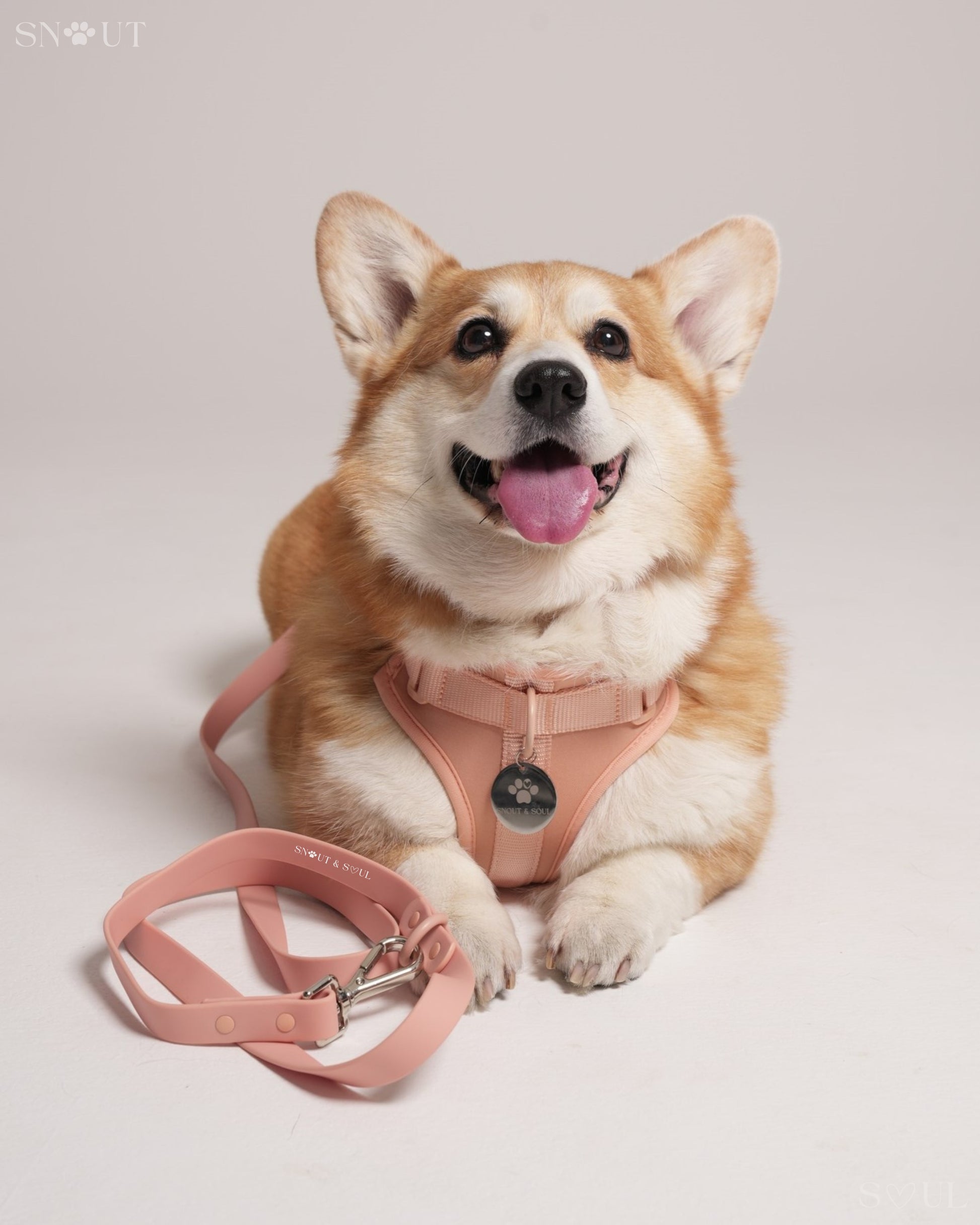 Dog wearing a pink harness and leash on a light gray background